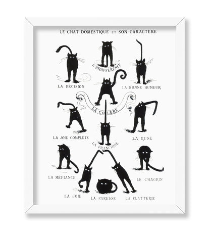 Domestic Cat and its Character