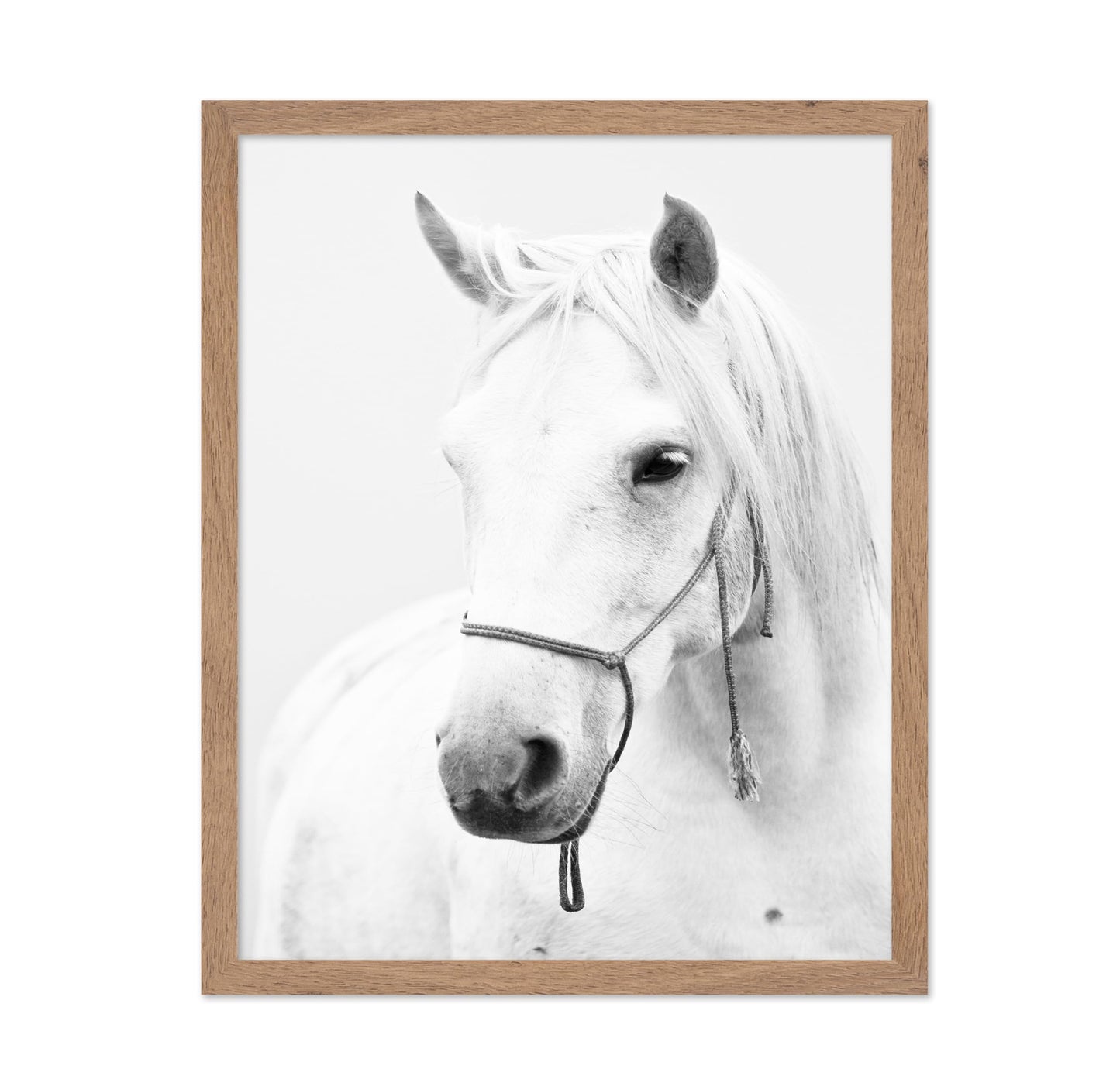 White Horse Portrait