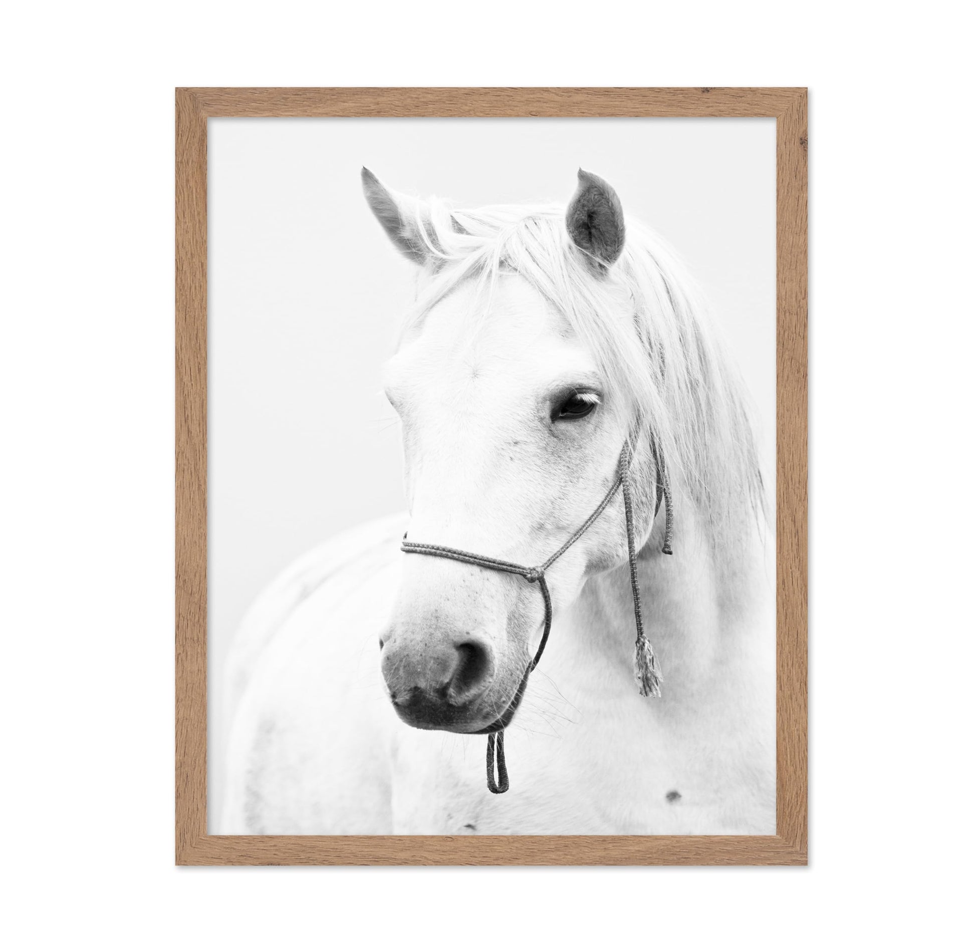 White Horse Portrait