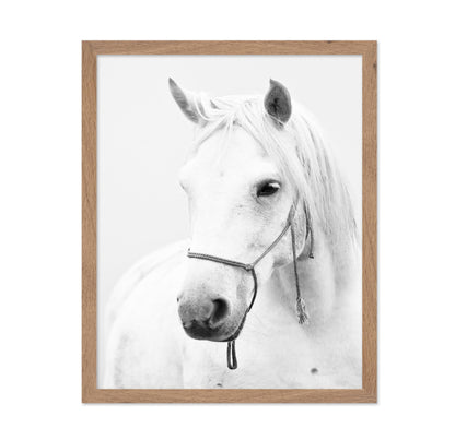White Horse Portrait