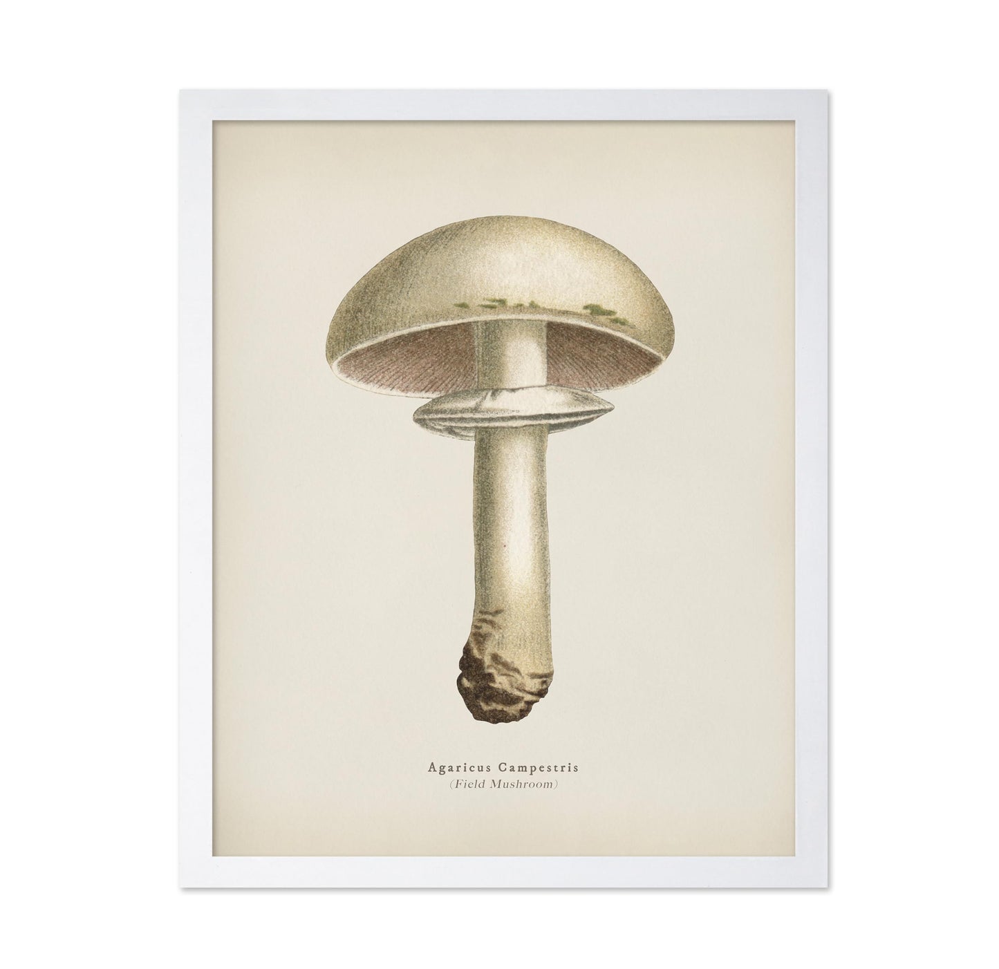 Field Mushroom