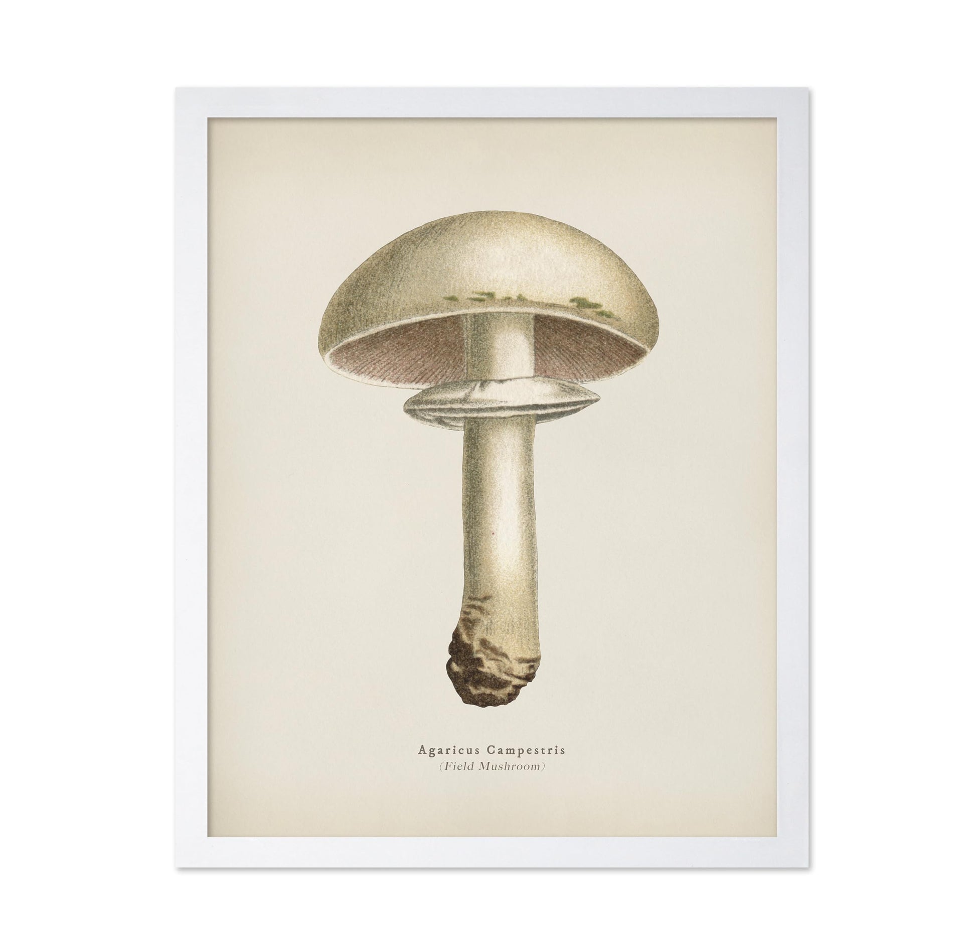 Field Mushroom