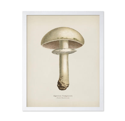 Field Mushroom