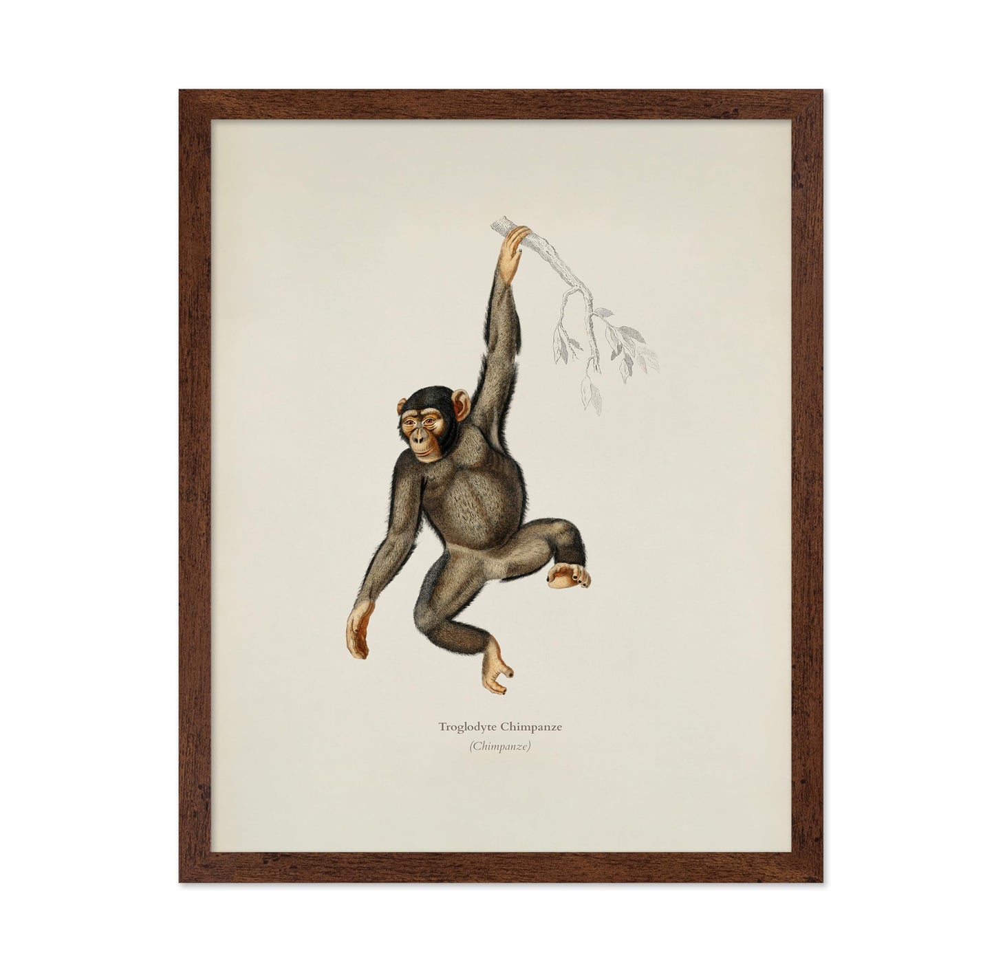 Chimpanzee Portrait