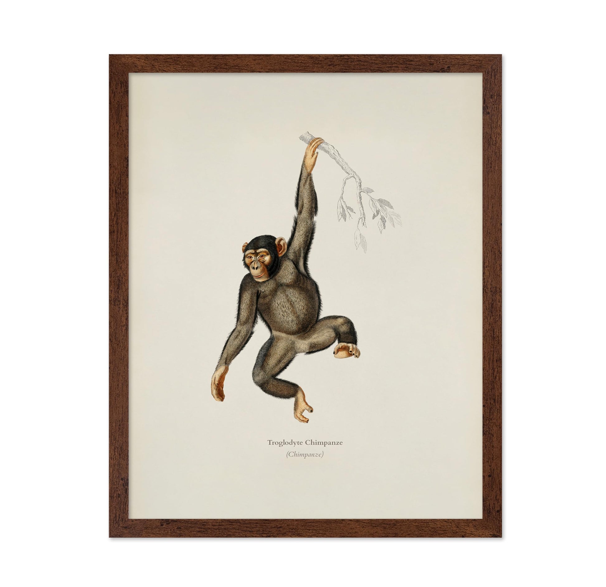 Chimpanzee Portrait