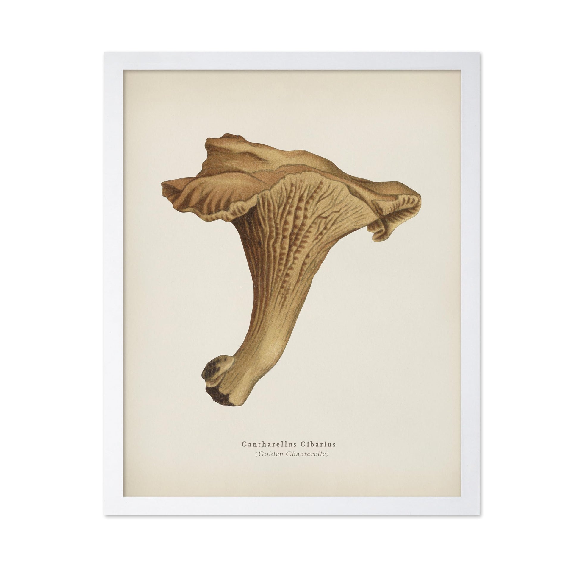 Golden Chanterelle