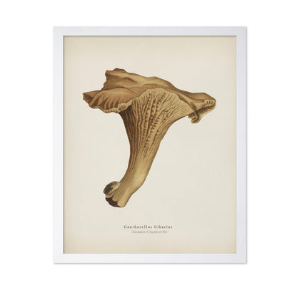 Golden Chanterelle