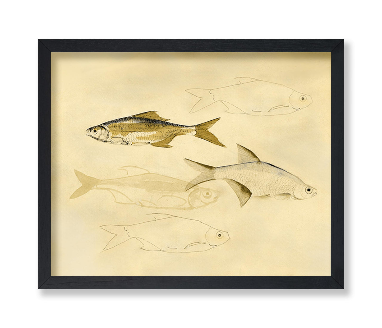 Fish Sketch