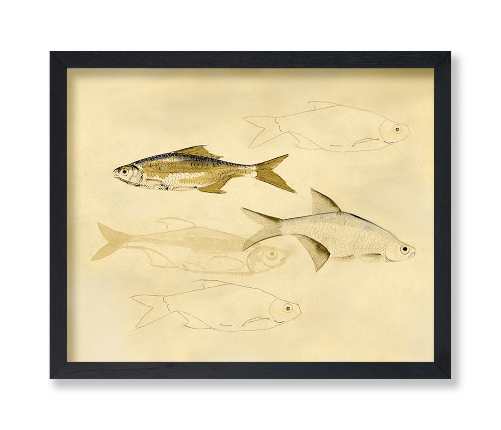 Fish Sketch