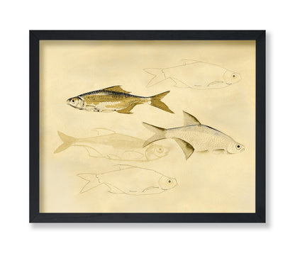 Fish Sketch