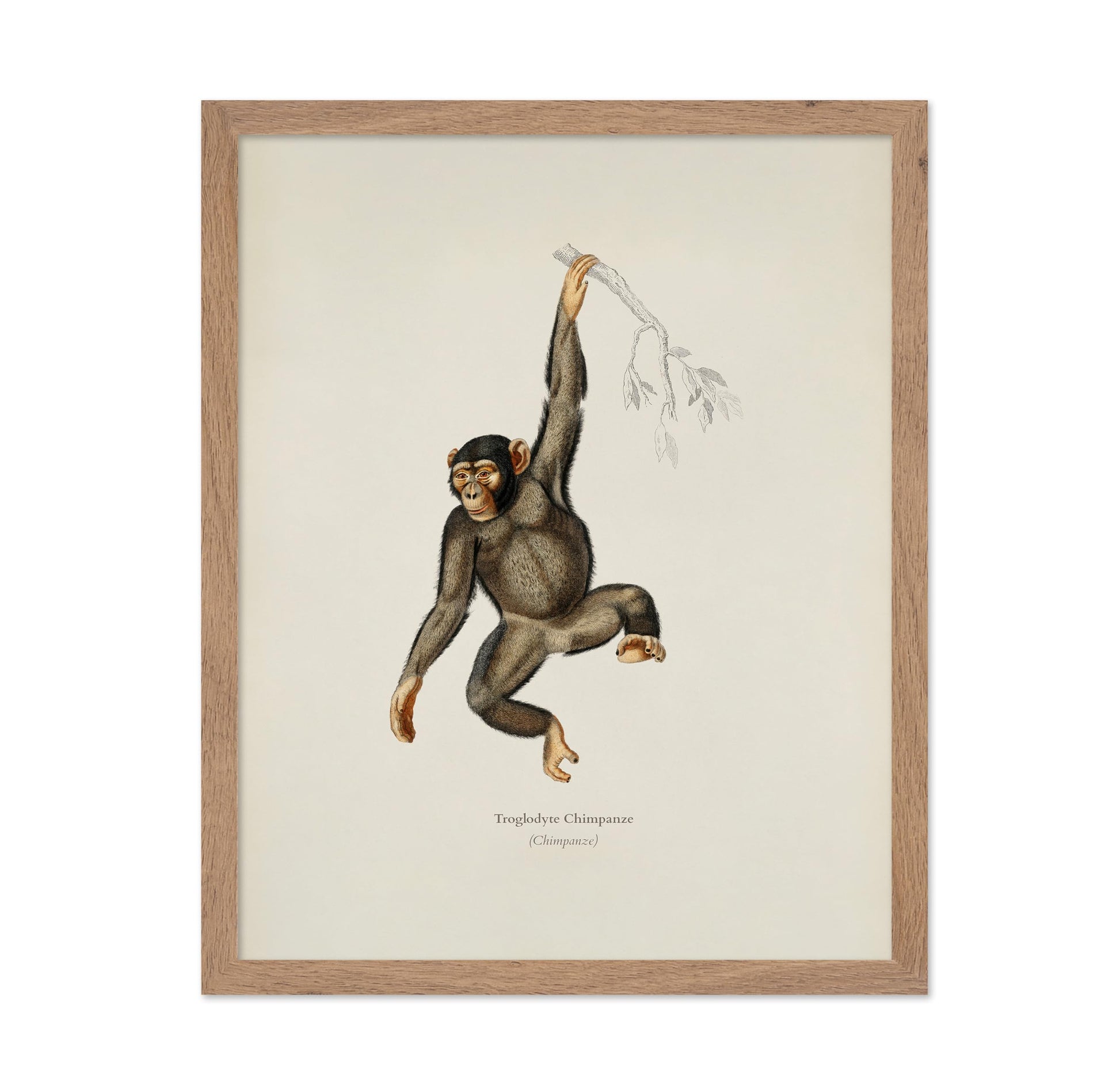 Chimpanzee Portrait