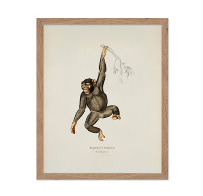 Chimpanzee Portrait
