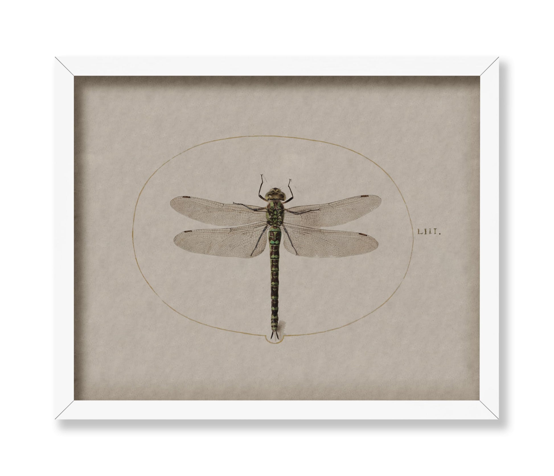 Dragonfly