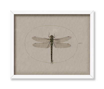 Dragonfly