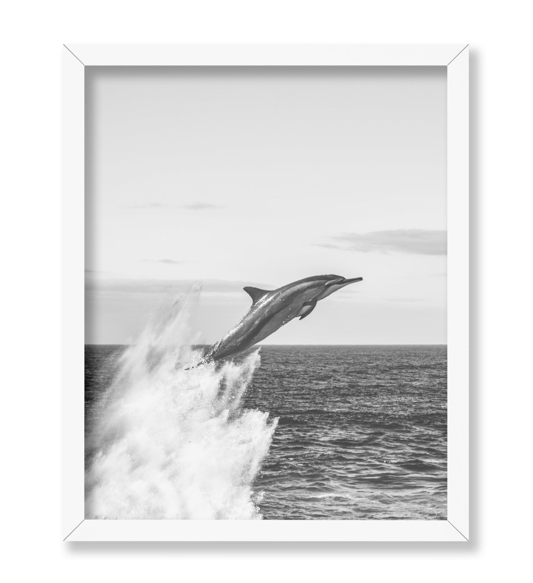 Jumping Dolphin