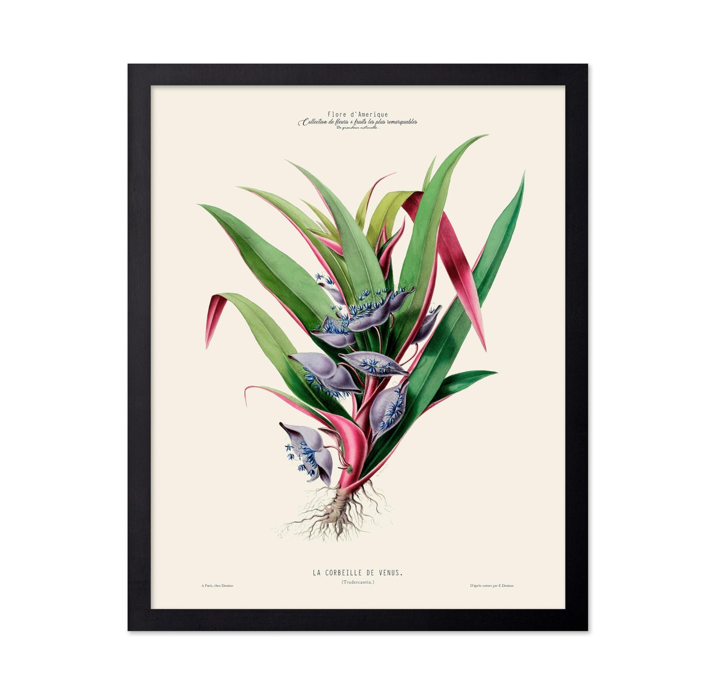Spiderwort Plant