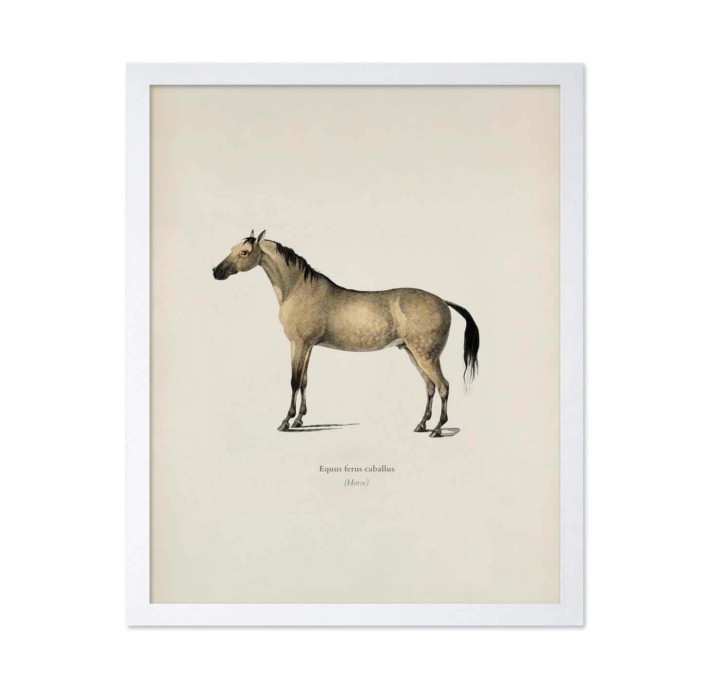 Horse Portrait No3