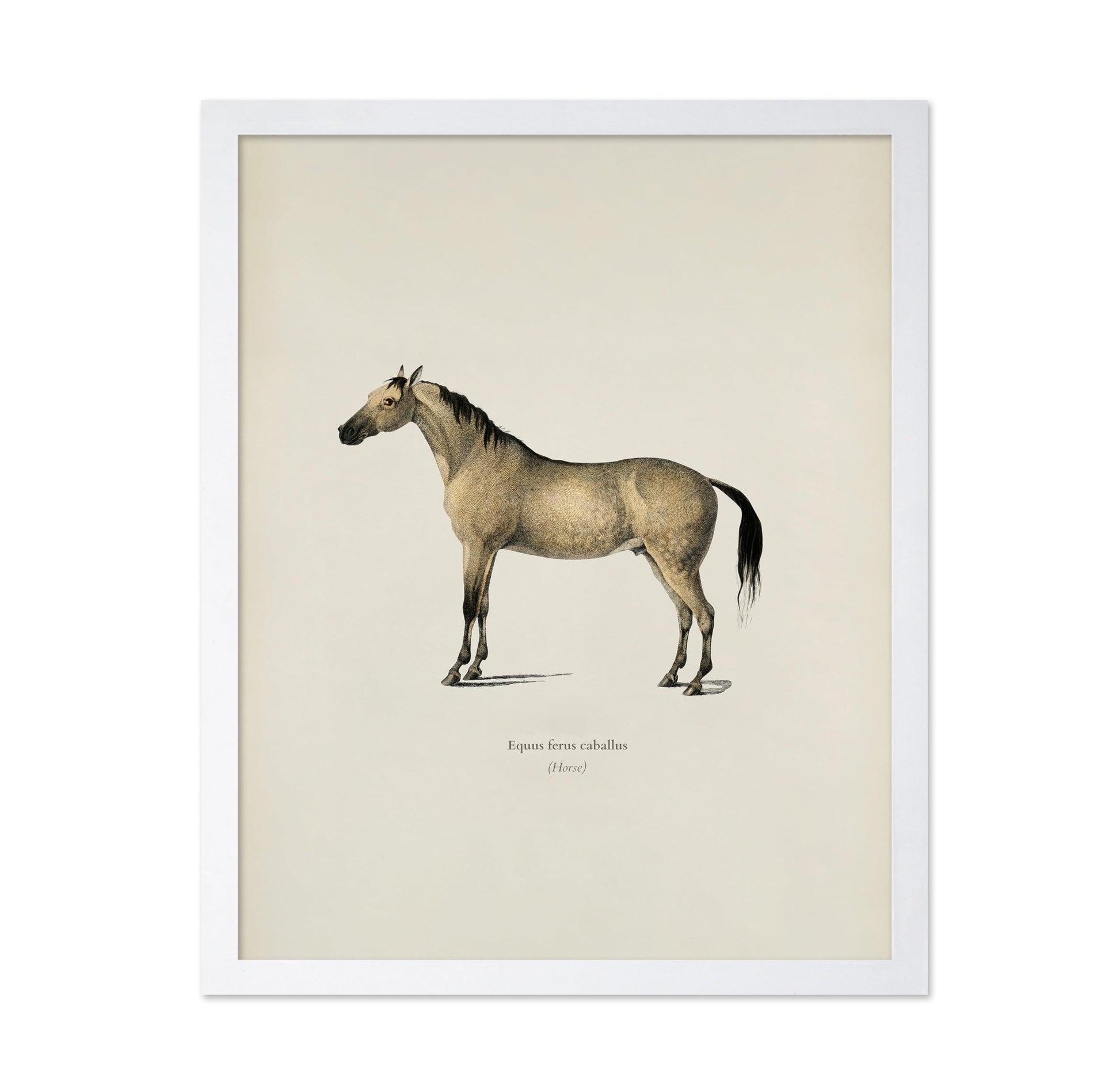 Horse Portrait No3