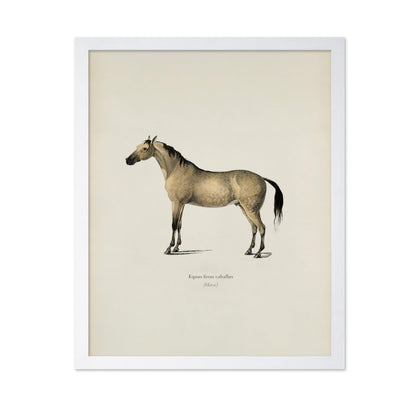 Horse Portrait No3