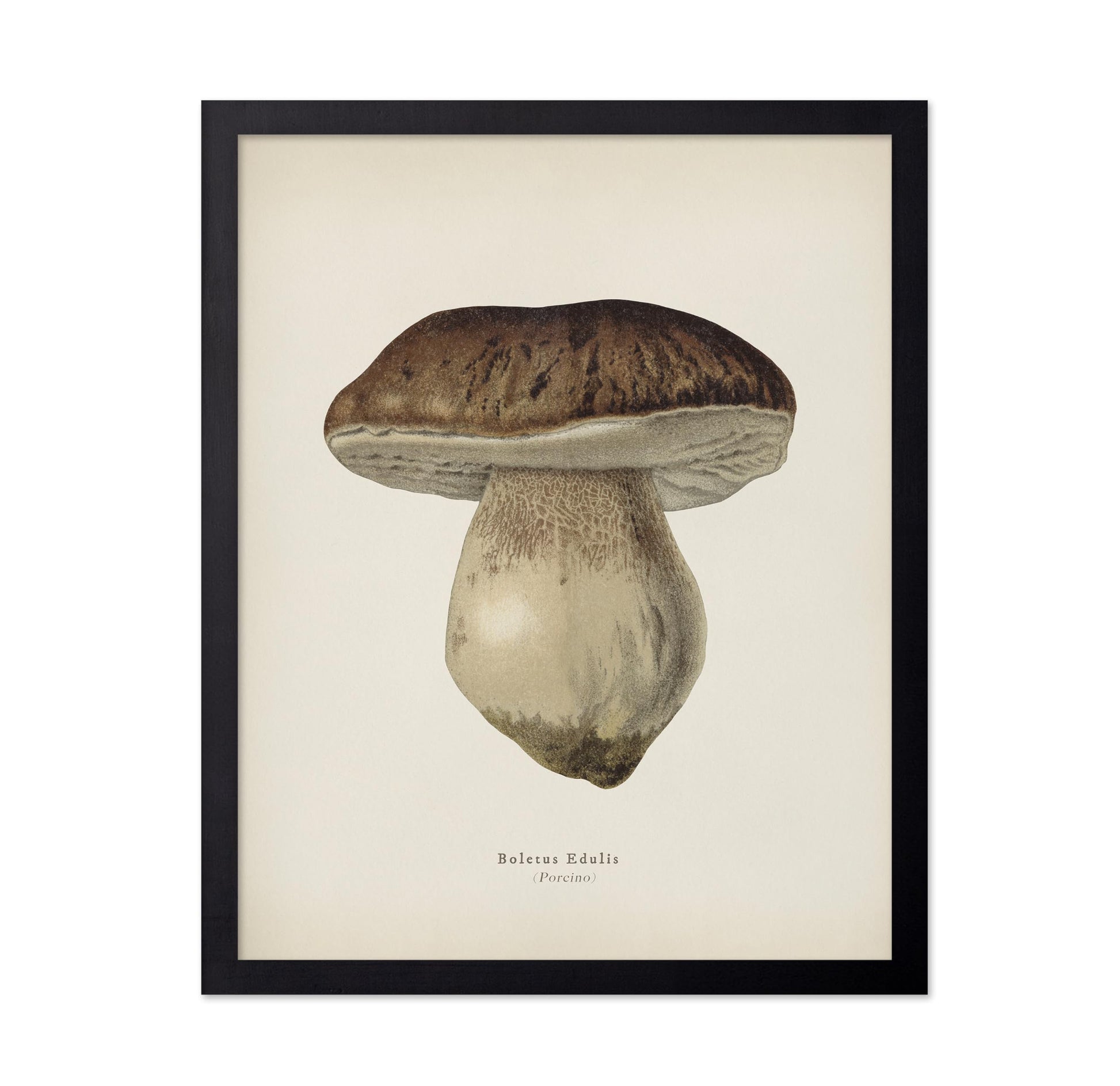 Porcino Mushroom No2