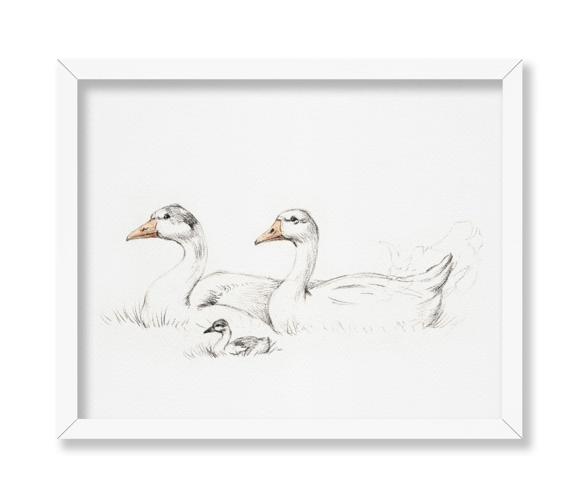 Flock of Duck