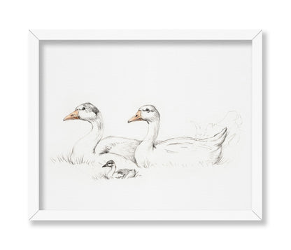 Flock of Duck