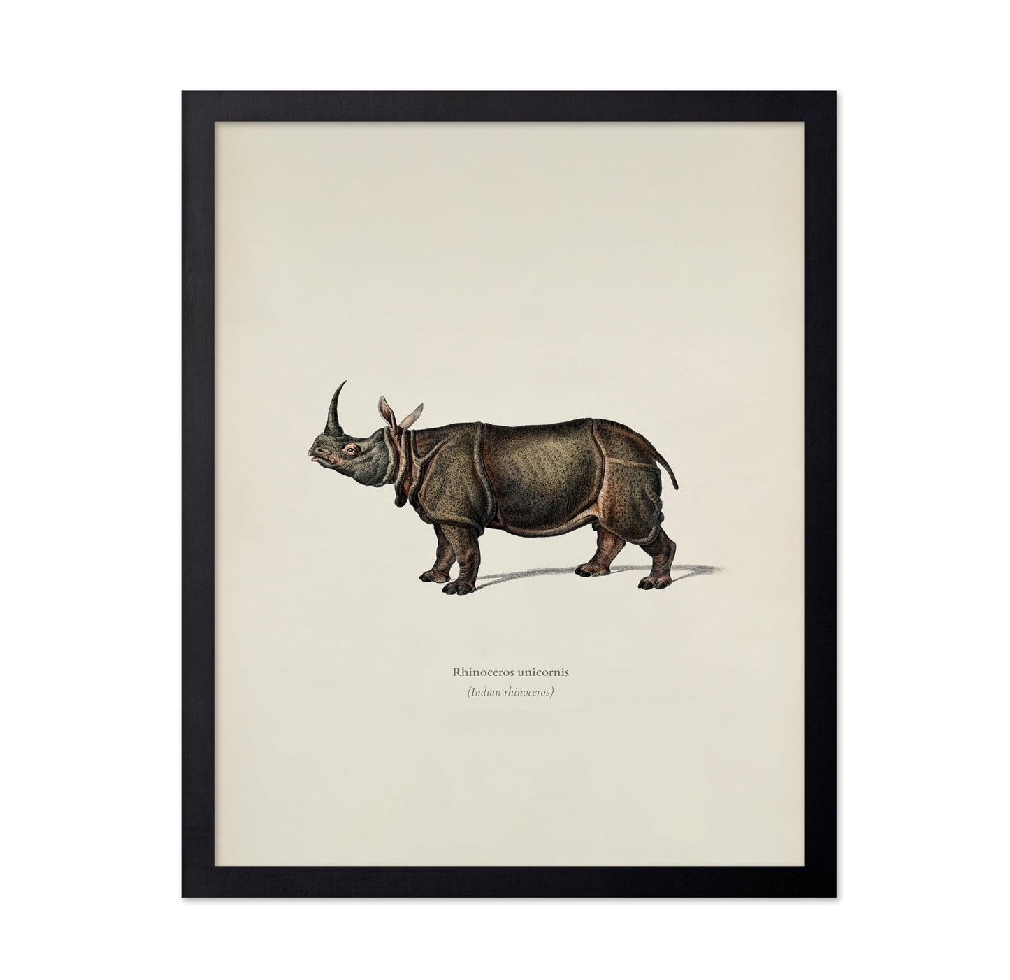 Indian Rhinoceros