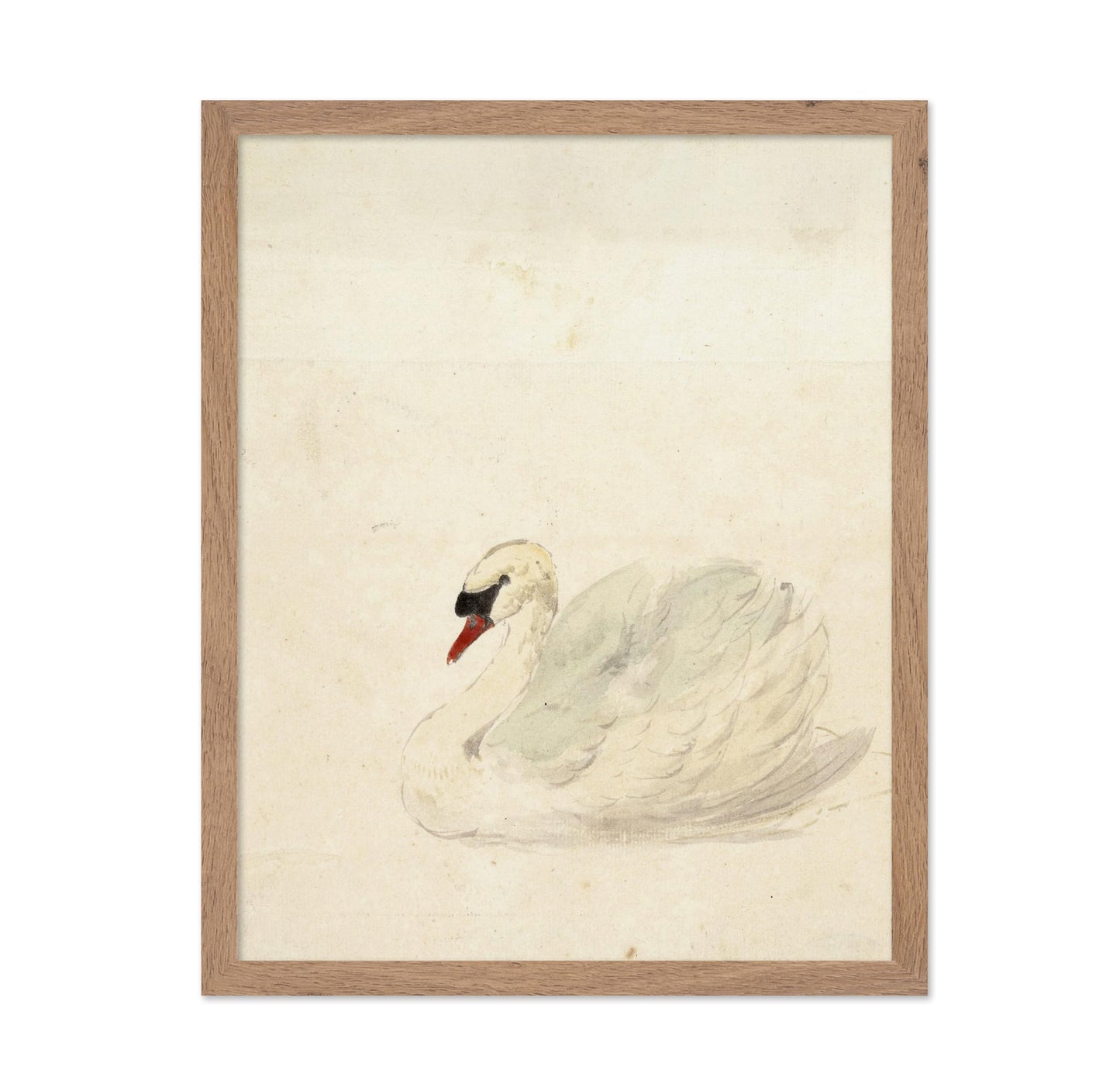 Aert Schouman - Zwaan