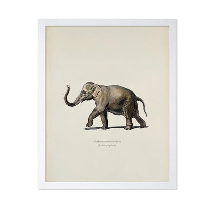 Indian Elephant