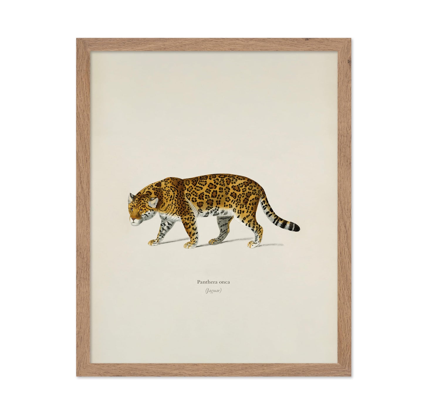Panther Portrait