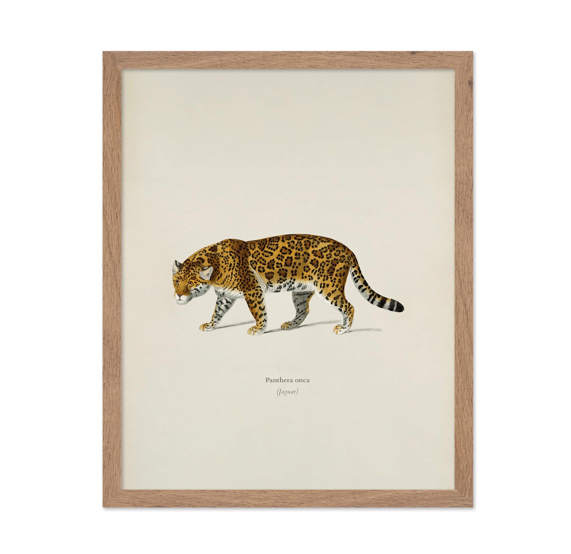 Panther Portrait