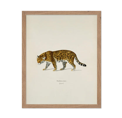 Panther Portrait