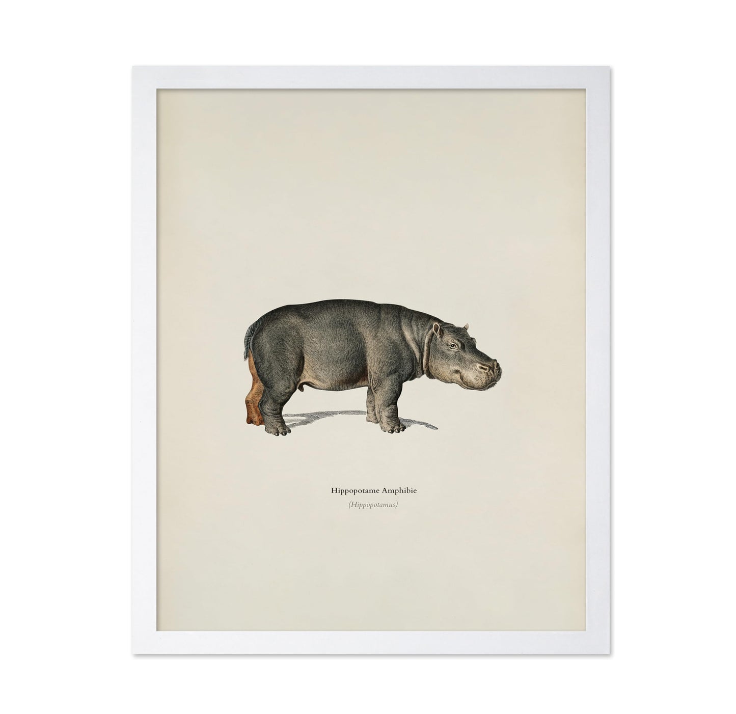 Hippopotamus Portrait