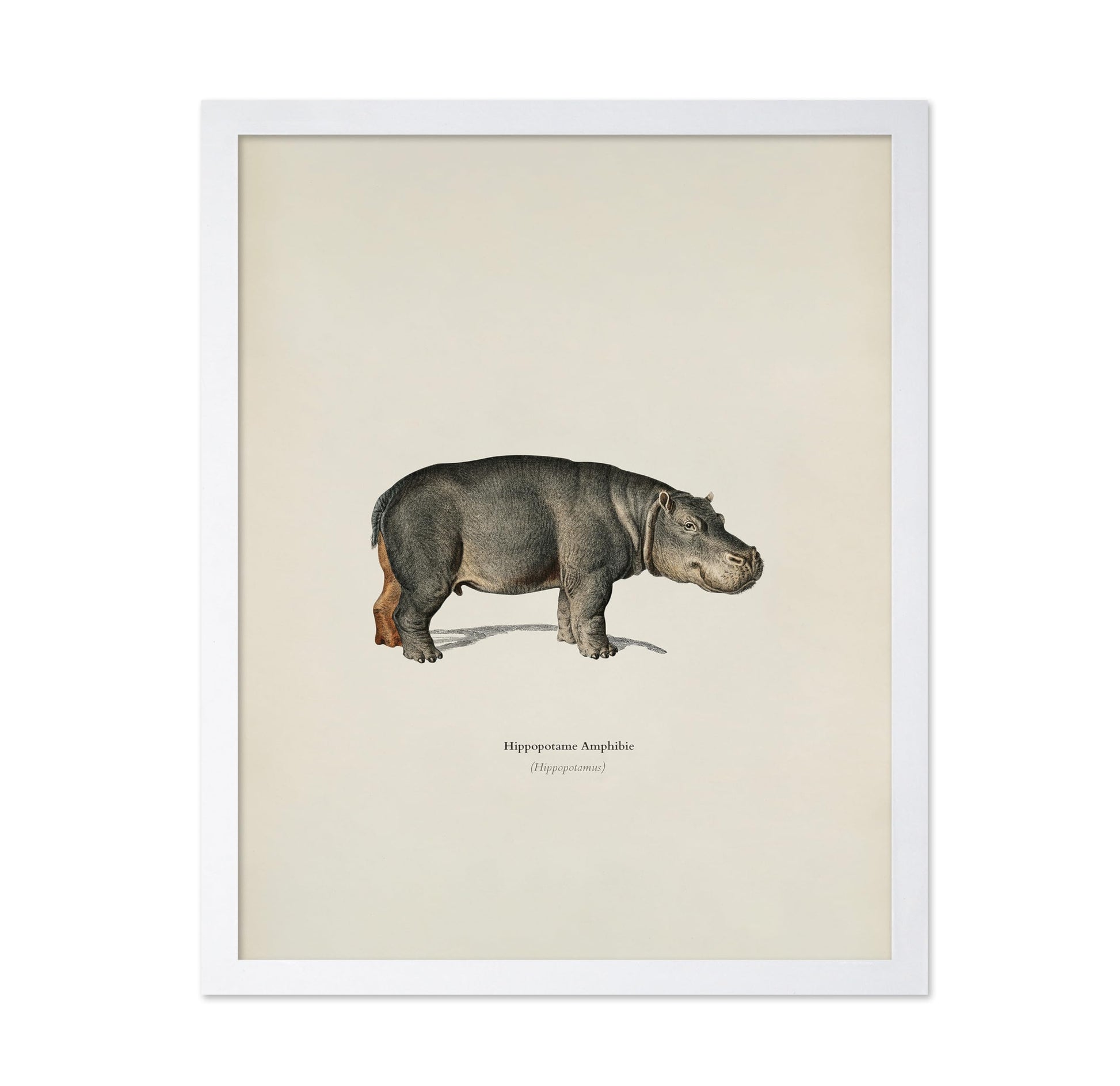 Hippopotamus Portrait