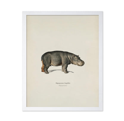 Hippopotamus Portrait