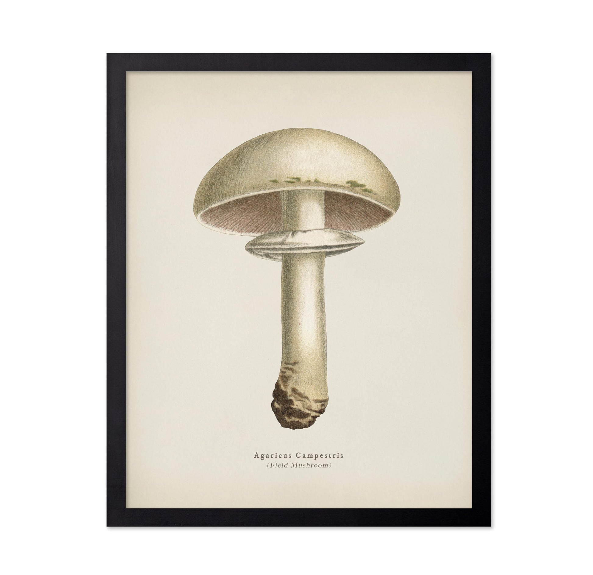 Field Mushroom