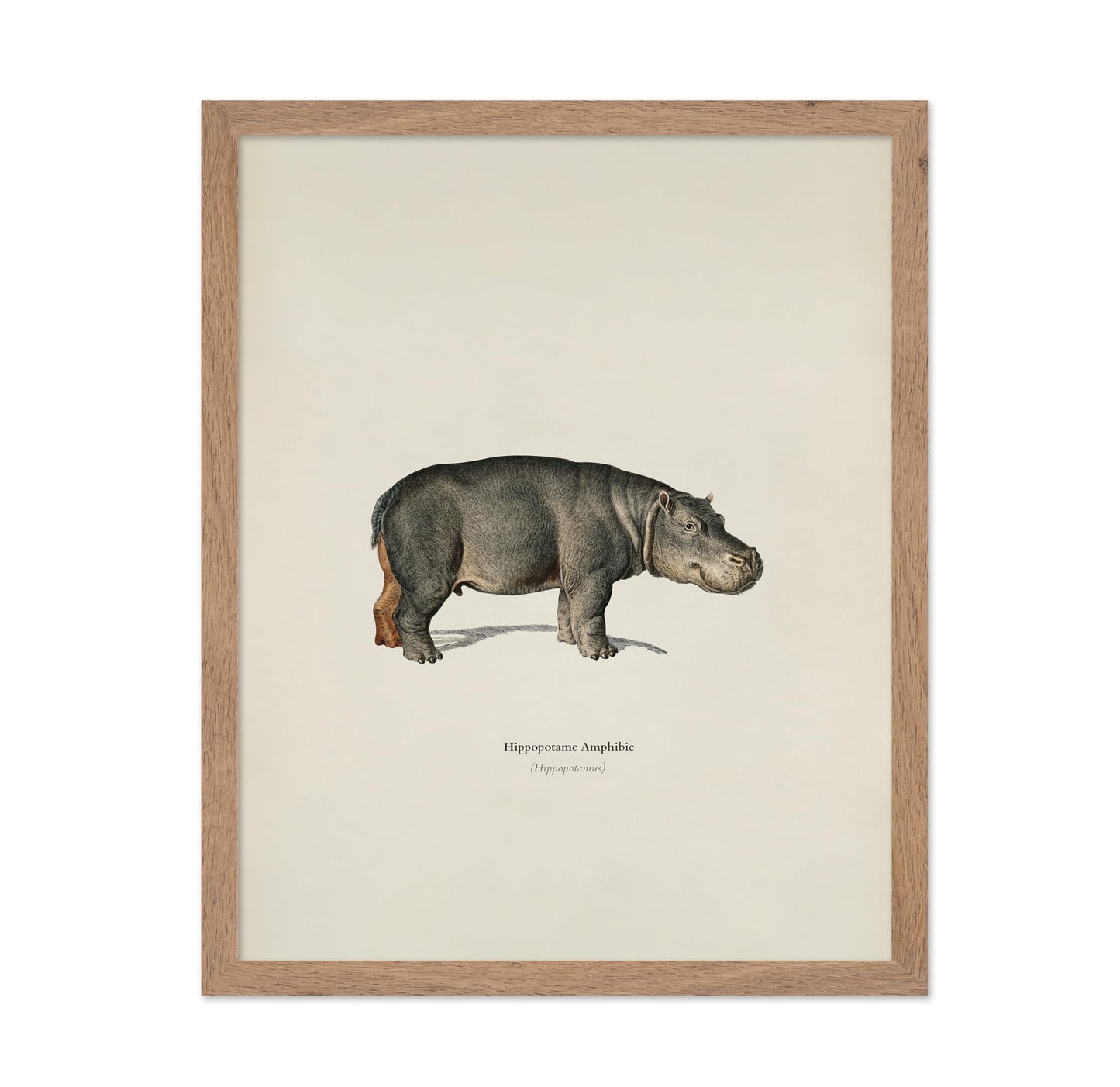 Hippopotamus Portrait
