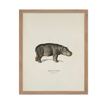 Hippopotamus Portrait