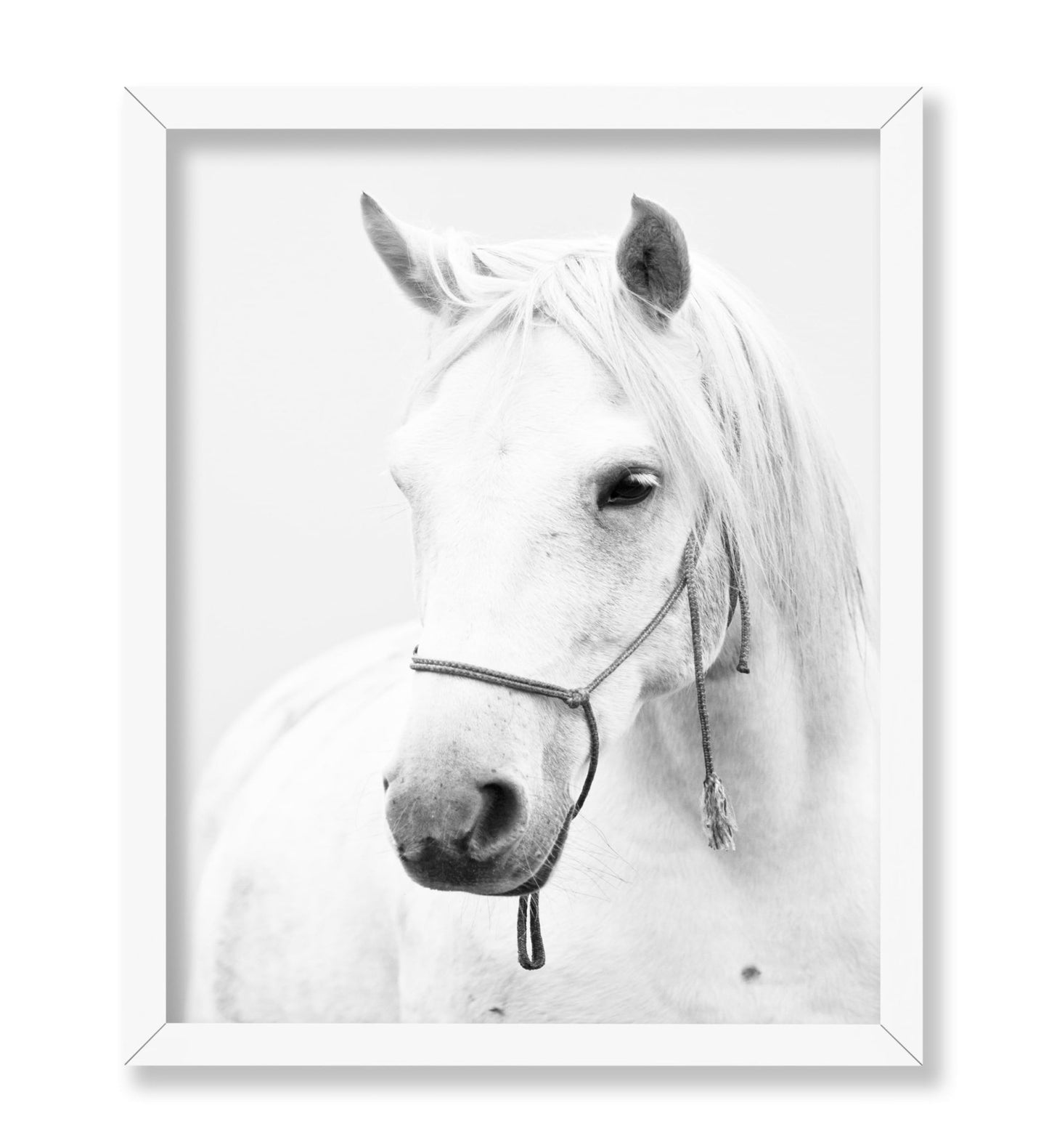 White Horse Portrait