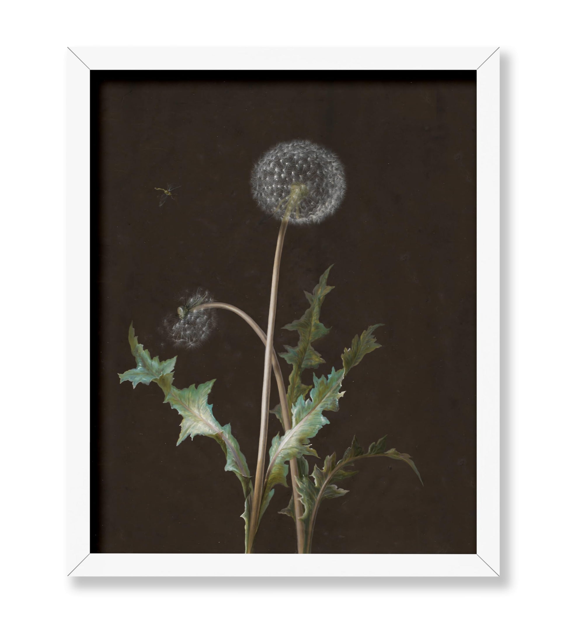 Dandelion