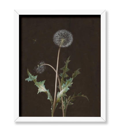 Dandelion