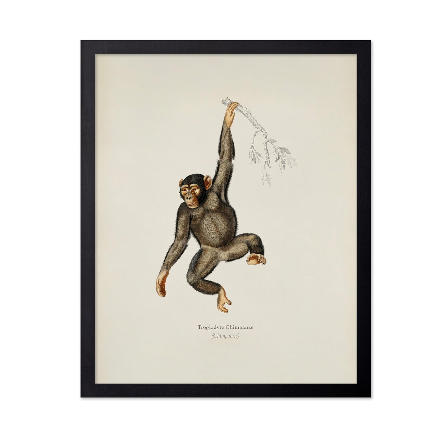 Chimpanzee Portrait