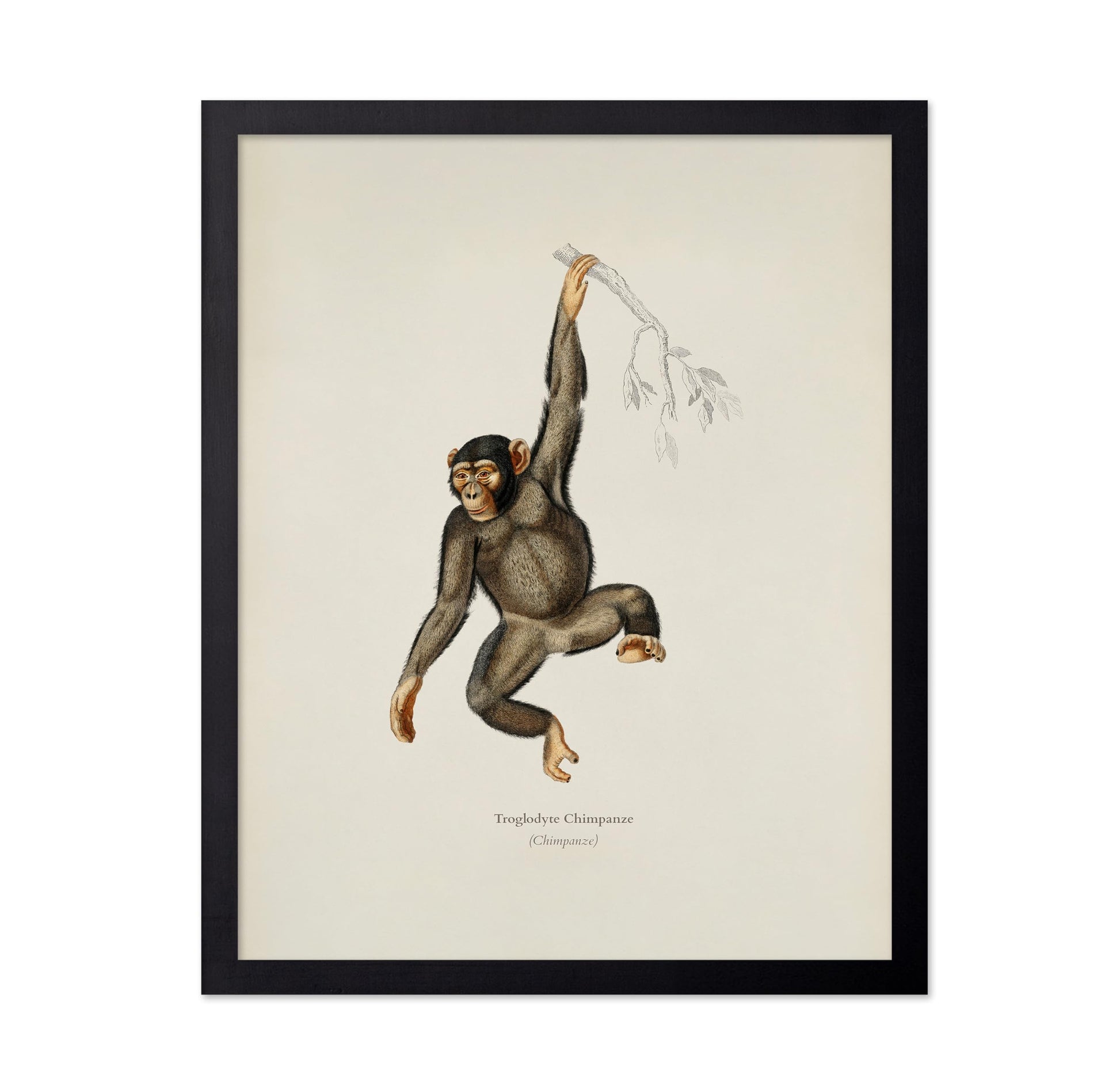 Chimpanzee Portrait