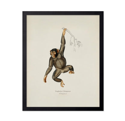 Chimpanzee Portrait