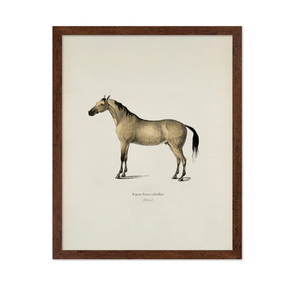 Horse Portrait No3