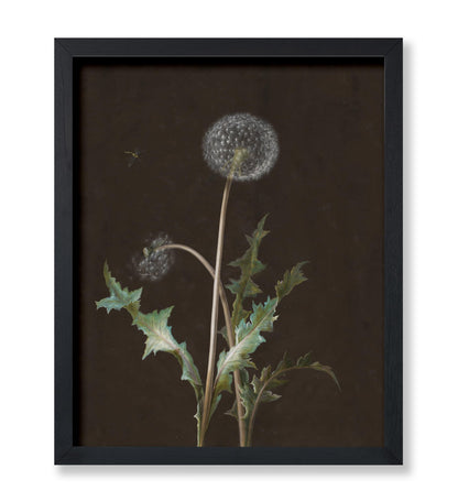 Dandelion