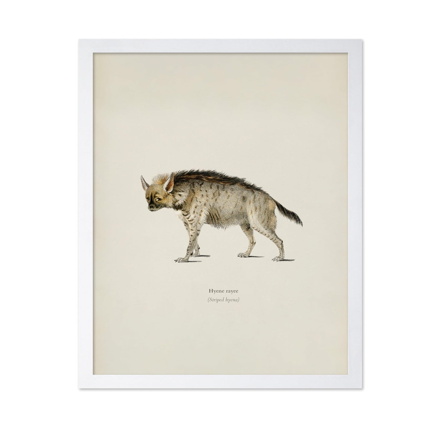 Striped Hyena