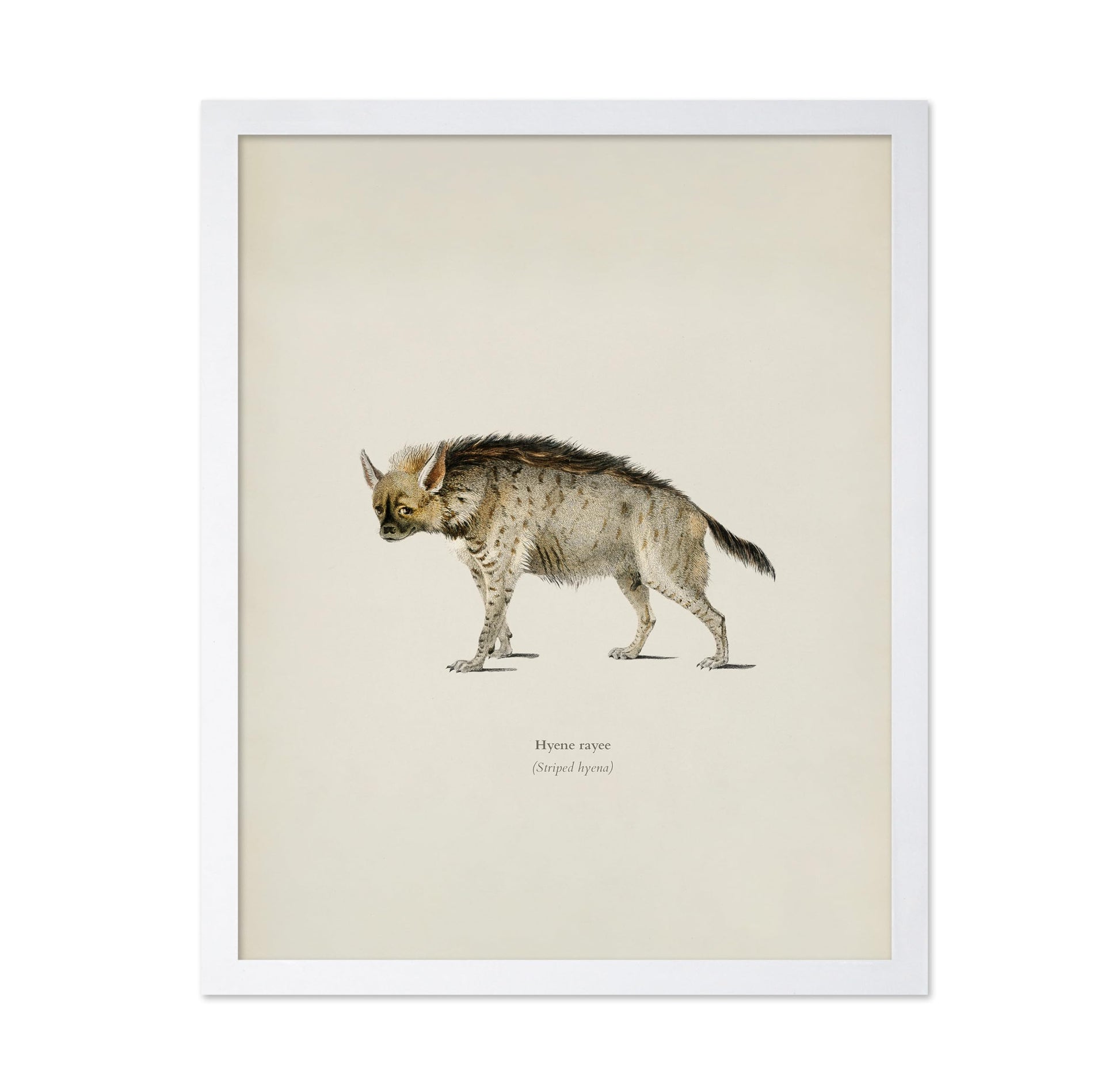 Striped Hyena