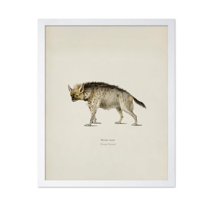 Striped Hyena