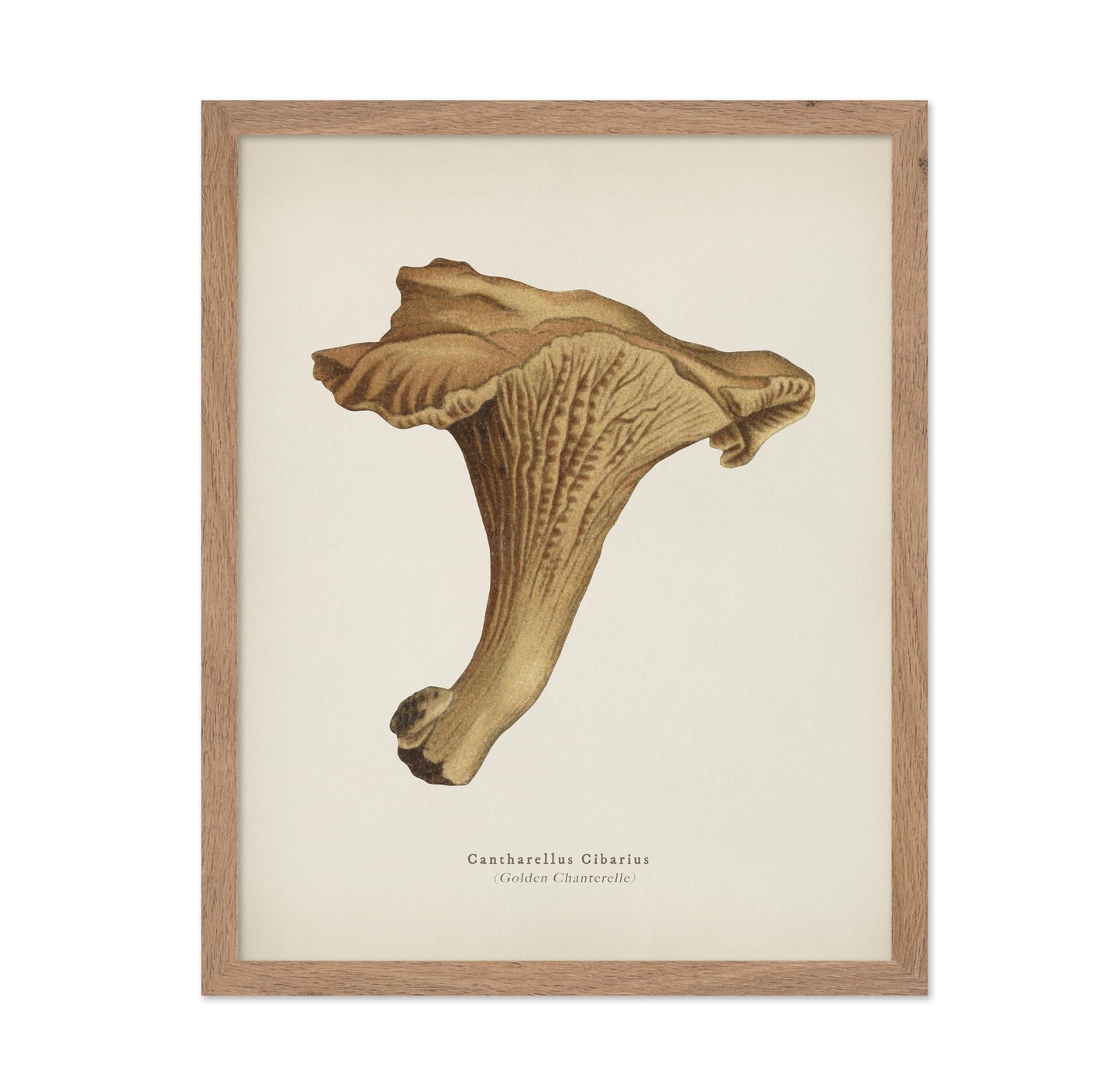 Golden Chanterelle